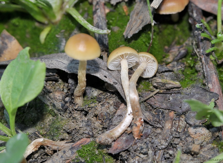 Galerina? (cfr. Hypholoma ericaeum)